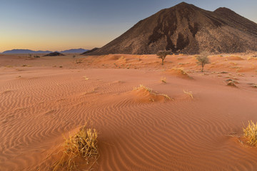 Dry grass on red sand