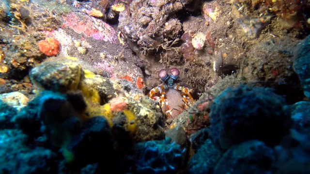 Shrimp and Crab