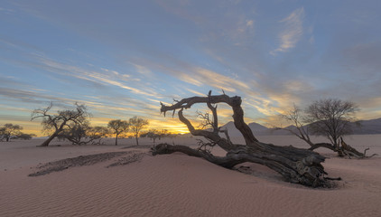 Dry dead on the sand