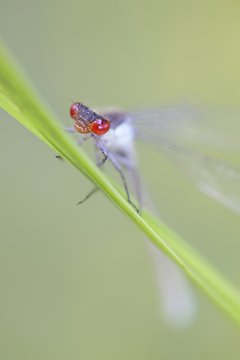 Large redeye, also called red-eyed damselfly, Erythromma naja