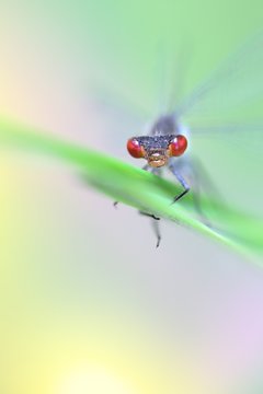 Large redeye, also called red-eyed damselfly, Erythromma naja