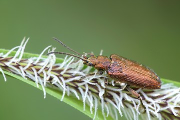 Reed beetle, Donacia bicolor