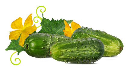 Cucumber with flower isolated on a white background