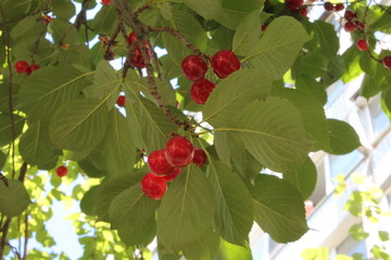 Branch of cherry