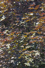 Norway maple (Acer platanoides).