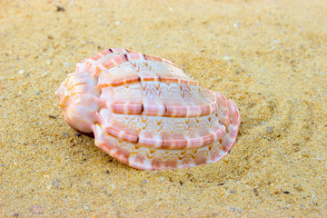 Seashell on sand. Concept of geometric shapes.