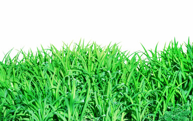 Green grass on white background