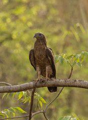 Oriental Honey Buzzard