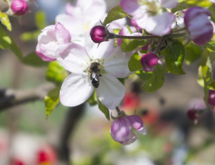 The bee sits on the flower of the apple tree