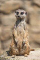 Meerkat, suricate, sentinel standing on a rock 
