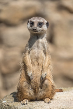 Meerkat, suricate, sentinel standing on a rock © Pascale Gueret