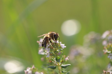 Biene auf Blume bei Bestäubung