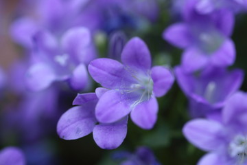 カンパニュラ・メリーベル