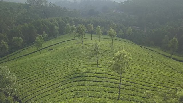 Teeplantage Tea plantation in India Munnar kerala drone shot Fair von oben