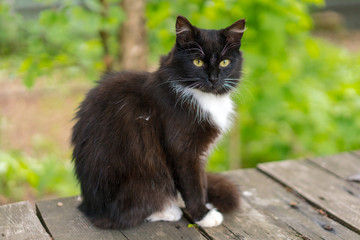 black and white cat sitting on a wooden bench