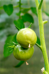 green tomatoes on a stem