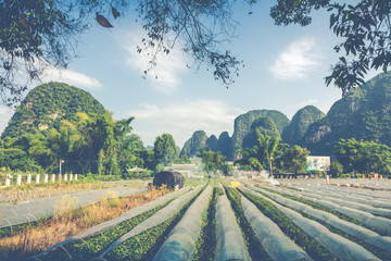 Scenic summer sunny landscape at Yangshuo County of Guilin, China.