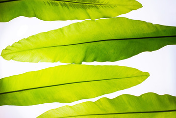 Real Green tropical leaves on white background. backlit flat lay
