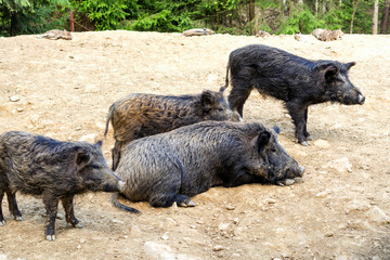 Life of animals. A few wild boars or pig (Sus Scrofa) rest in the sun. Sunny day.