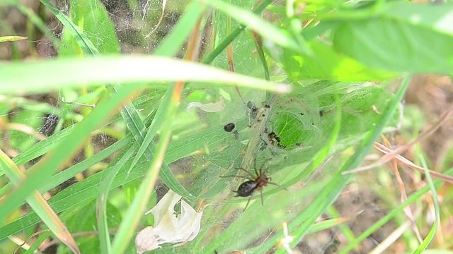 Agelena labyrinthica, spider, ant, fighting