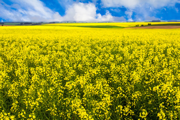 Obraz premium Field of Yellow canola