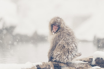 Jigokudani Monkey Park , monkeys bathing in a natural hot spring at Nagano , Japan