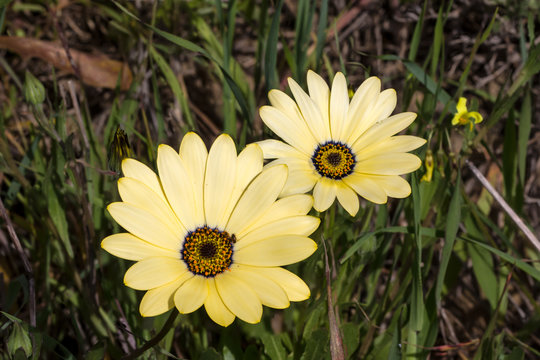 Two Yellow and Orange Daisies