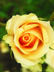 Yellow red rose on the bed.