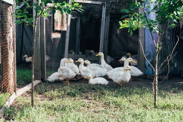 Many small domestic ducklings on the poultry yard