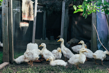 Many small domestic ducklings on the poultry yard