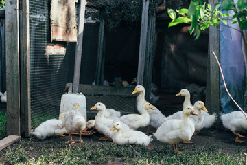 Many small domestic ducklings on the poultry yard