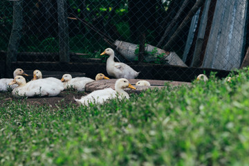 Many small domestic ducklings on the poultry yard