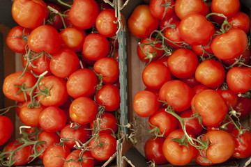 Tomatoes in boxes on the store shelf