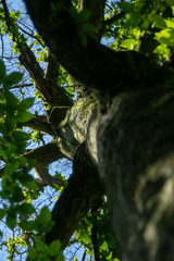 Blick nach oben