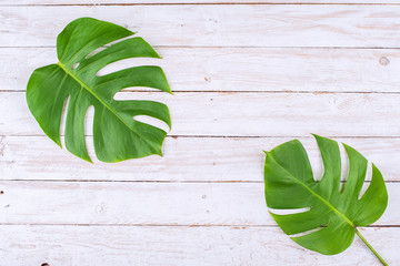 Real tropical monstera leaves on white wood flat lay design