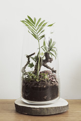 Modern and unique DIY glass jar terrarium concept of natural garden with green plant inside.