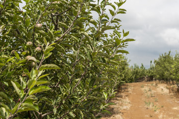 Obraz premium Apple plantation field