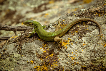 Lizard on stone in sunny weather. Ukraine.