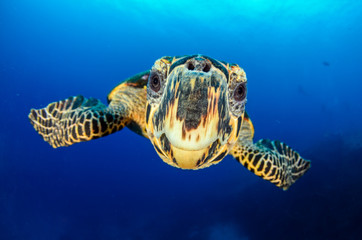 Hawksbill sea turtle (eretmochelys imbricata)