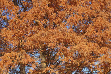 National Dawn redwood (Metasequoia glyptostroboides National).