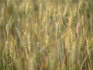 wheat field organic crop in early summer growing and still green