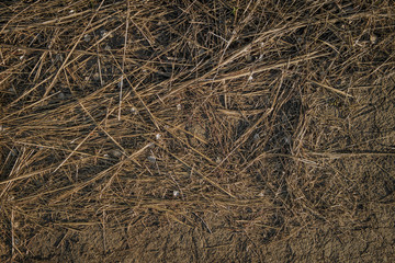 Dry grass on the ground. Autumn. Natural background