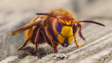 hornet sting close up details of fear inducing insect - obrazy, fototapety, plakaty