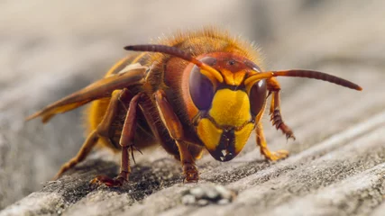 Foto op Plexiglas hornet sting close up details of fear inducing insect © Herr Loeffler