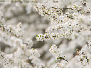 spring light white blossom being in flower out of focus soft background