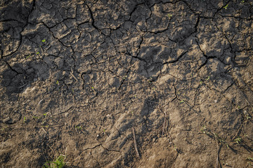 Dry cracked soil texture and background. Grass. Natural abstraction
