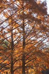Fototapeta premium National Dawn redwood (Metasequoia glyptostroboides National).