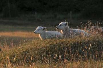 lambs