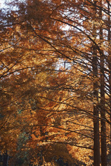 National Dawn redwood (Metasequoia glyptostroboides National).