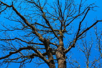 closeup oak tree on a blue sky background